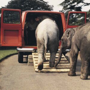 Transit-60-år-lots-of-space-for-trunks